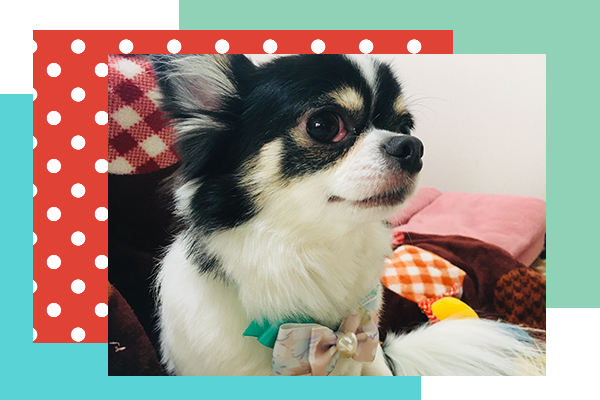 ペットのししまる